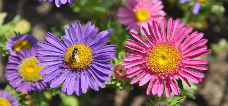 Consejos para el Jardín en Agosto